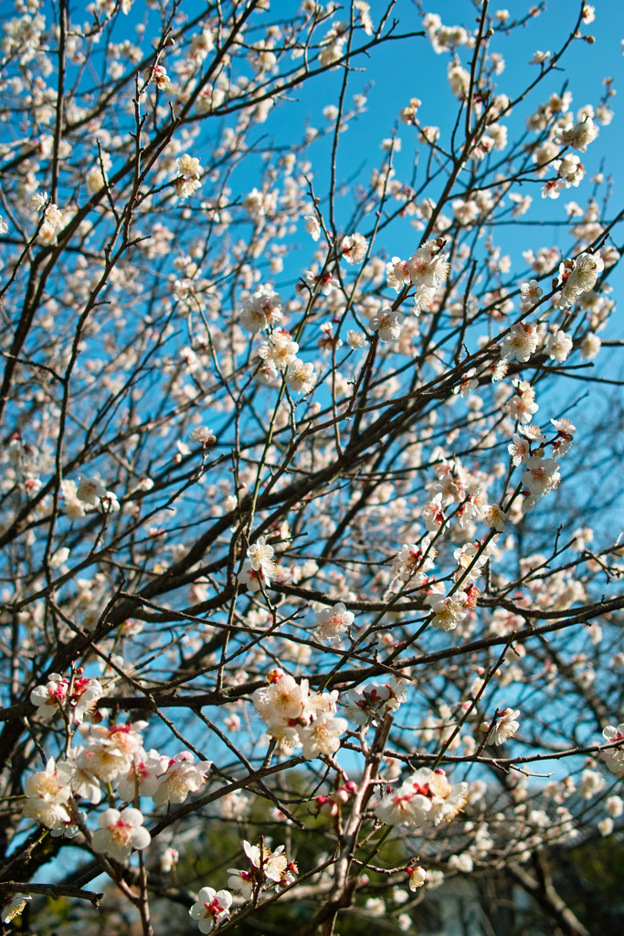 梅の花　2017年