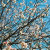 梅の花　2017年