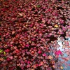 池の紅葉