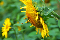 BEE FLY