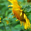 BEE FLY