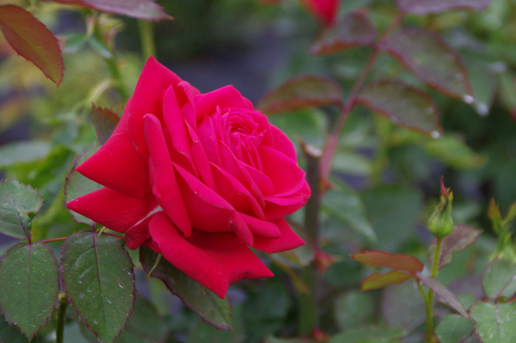 バラ（なんて名前だろう）