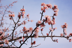 梅の花　鏡神社　2020