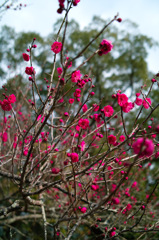 梅の花 2016　in　鏡神社