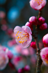 梅の花　2016