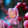 梅の花　2016