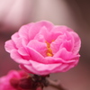 梅の花　2017年