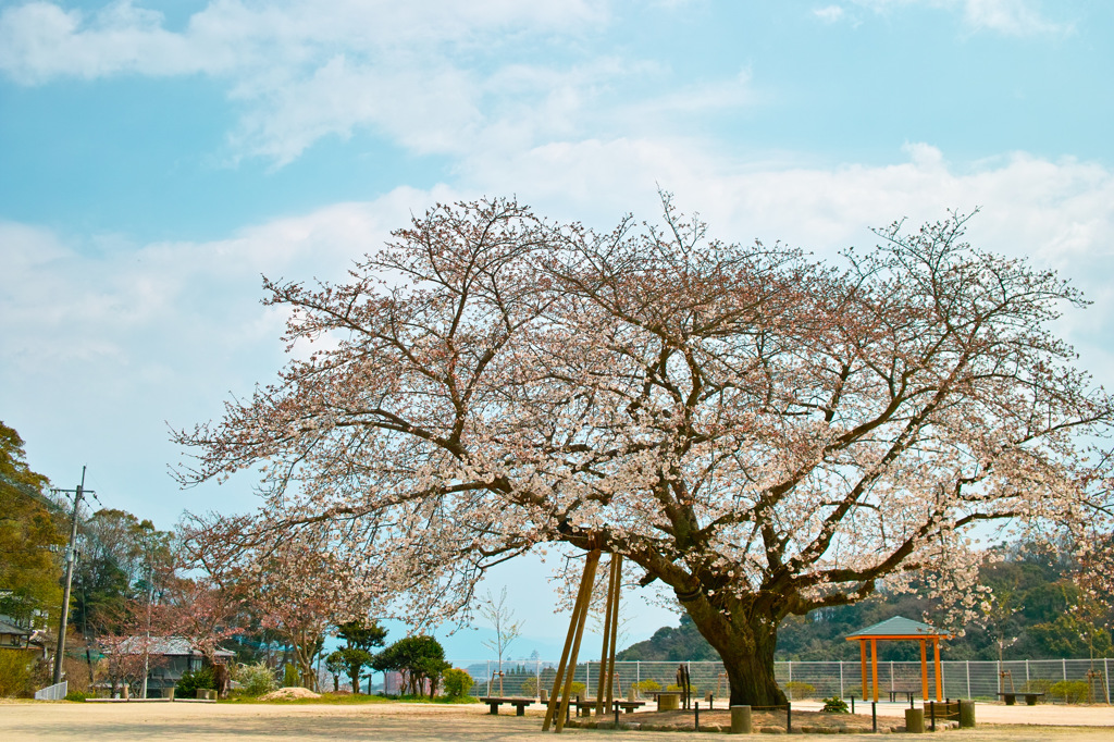 衣干百年桜