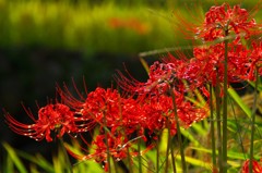 彼岸花