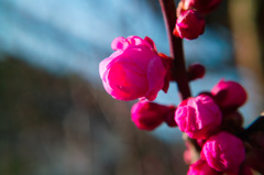 桃の花 2016