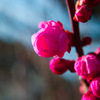 桃の花 2016