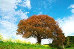 馬場の山桜