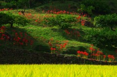 稲穂と彼岸花