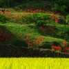 稲穂と彼岸花