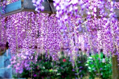 唐津市宇木　厳島神社の藤の花