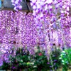 唐津市宇木　厳島神社の藤の花