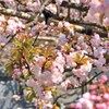 法光寺　八重桜