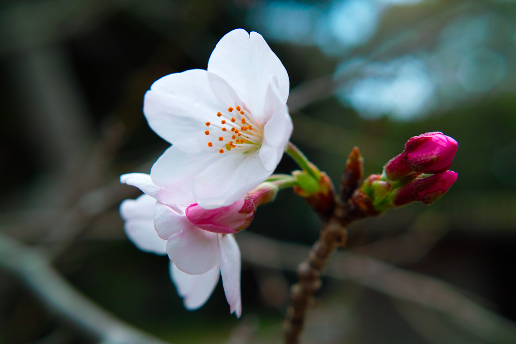 桜　2017年