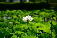 佐賀城公園　蓮の花