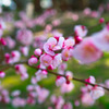 梅の花　2016