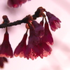 寒緋桜