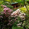 シャクナゲ寺　高野寺　佐賀県武雄市