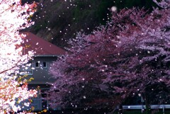 桜吹雪