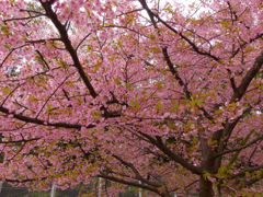 寒緋桜