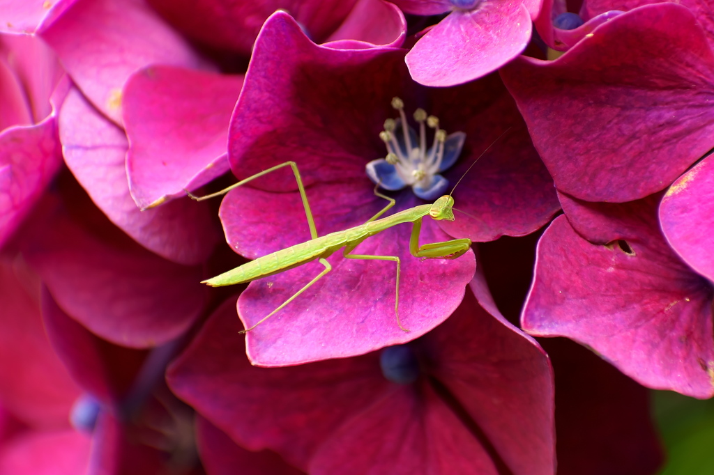 カマキリと紫陽花