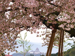 唐津城と衣干百年桜