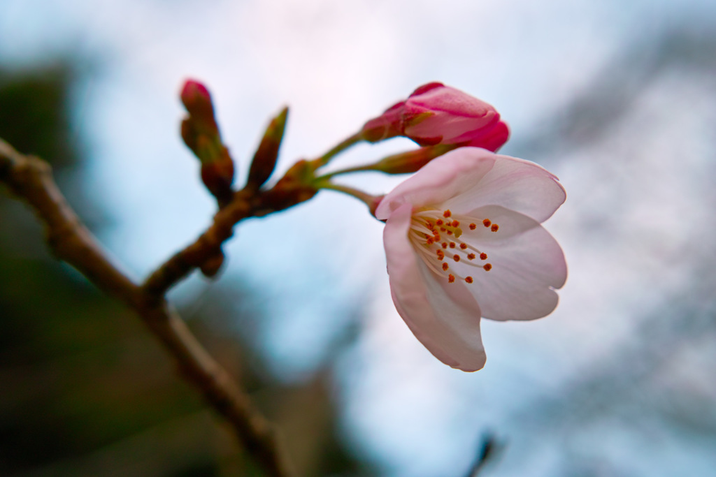 桜　2017年