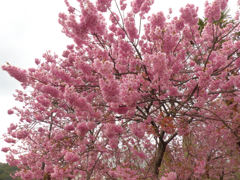 寒緋桜（かな？）