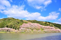 庭木ダムの桜