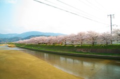 玉島川河口の桜並木