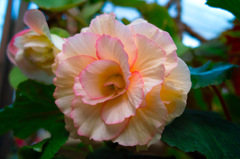 花言葉：片思い