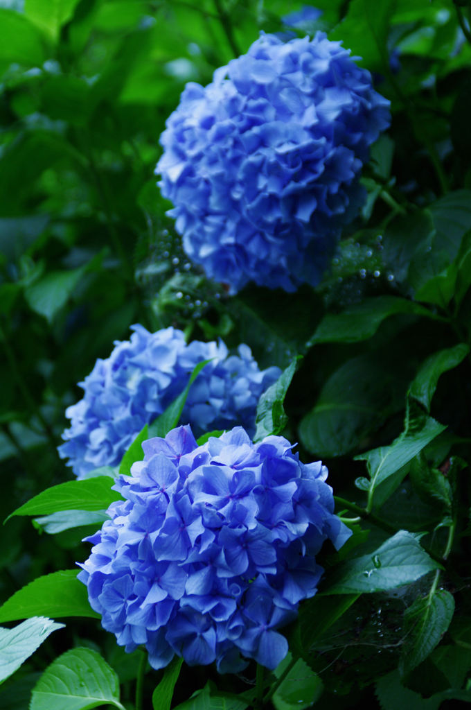 紫陽花2013(5)