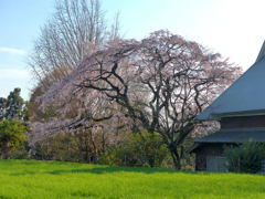 宝珠寺のヒメシダレザクラ