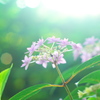紫陽花の季節