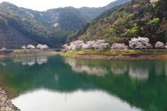 桜の咲く場所　武雄　繁昌ダム