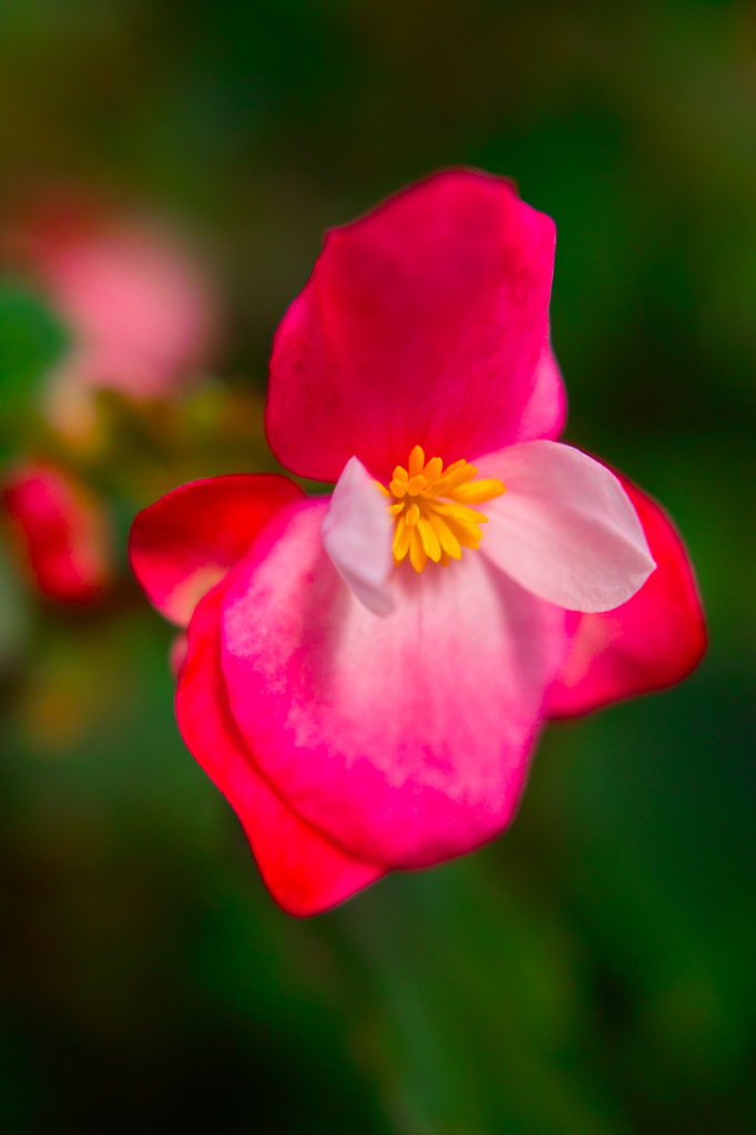 Begonia Garden in PONPOKOMURA