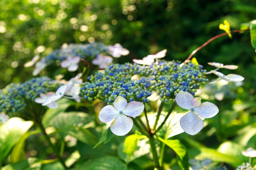 紫陽花　2018