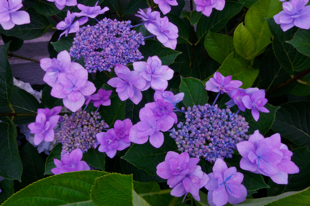 紫陽花