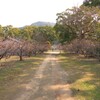 梅の花　鏡神社　2020