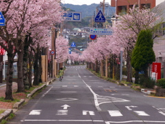 唐津駅前　桜並木
