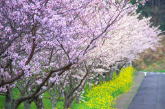 みかん学校の桜並木