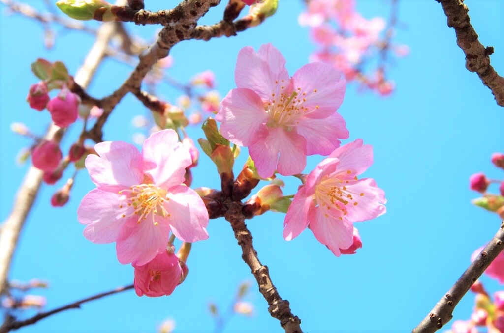 河津桜（見返りの滝／相知）