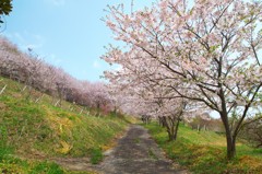 湊さくら丘公園