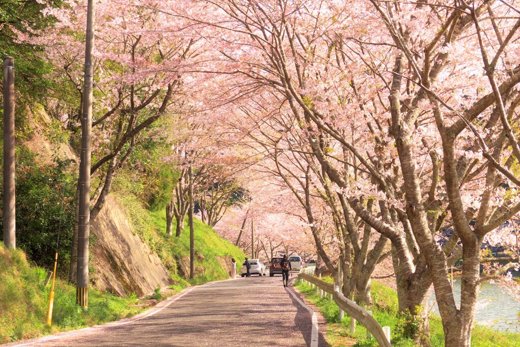 庭木ダムの桜トンネル