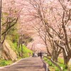 庭木ダムの桜トンネル