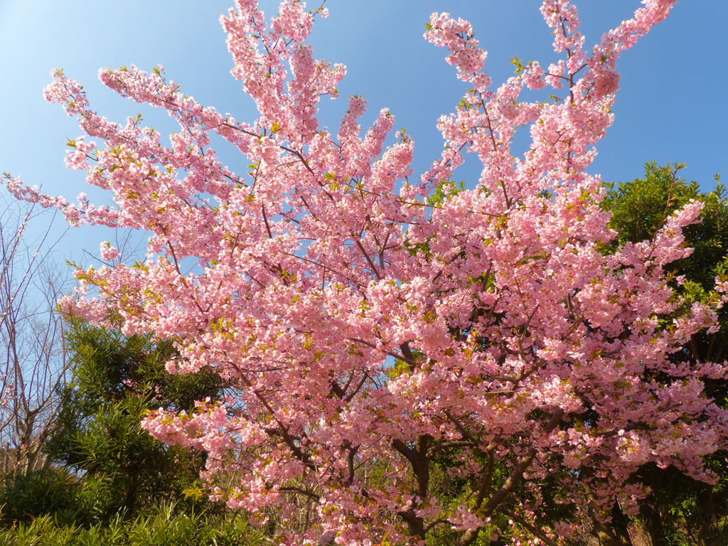 河津桜２